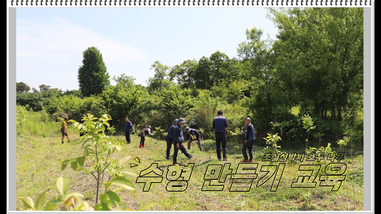 72부- 조실성박피 호두나무 수형 만들기, 교육  (호두왕국-KOREA WALNUTS 호두나무 재배기술 강의) #한국호두산업 #호두왕국