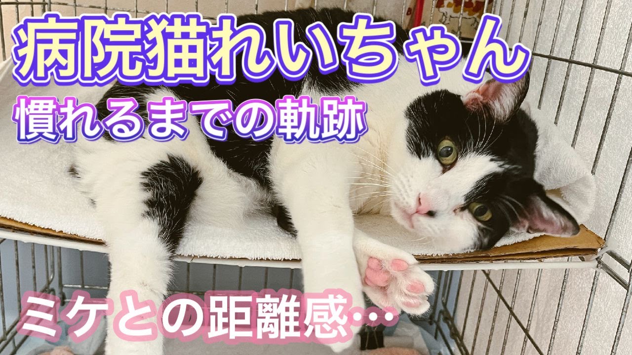 保護当初の顔から全然違う…！病院猫れいちゃんの軌跡。保護猫 ビフォーアフター
