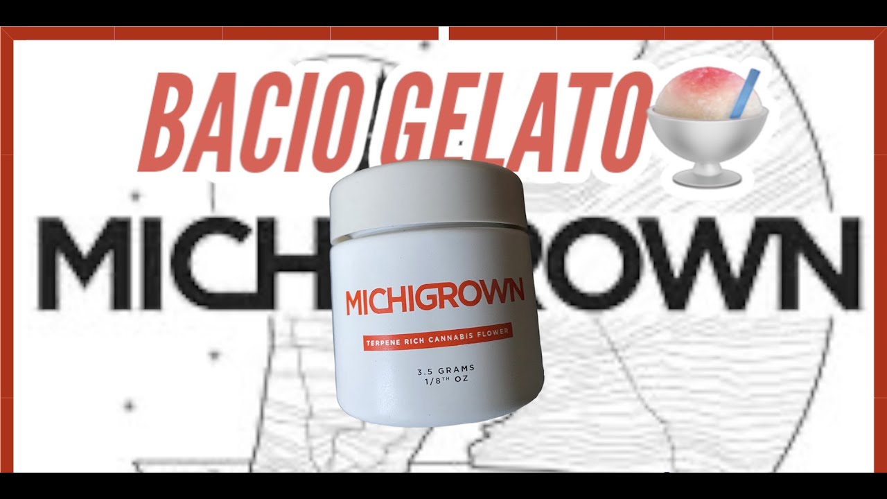 BACIO GELATO from MICHIGROWN  FULL REVIEW