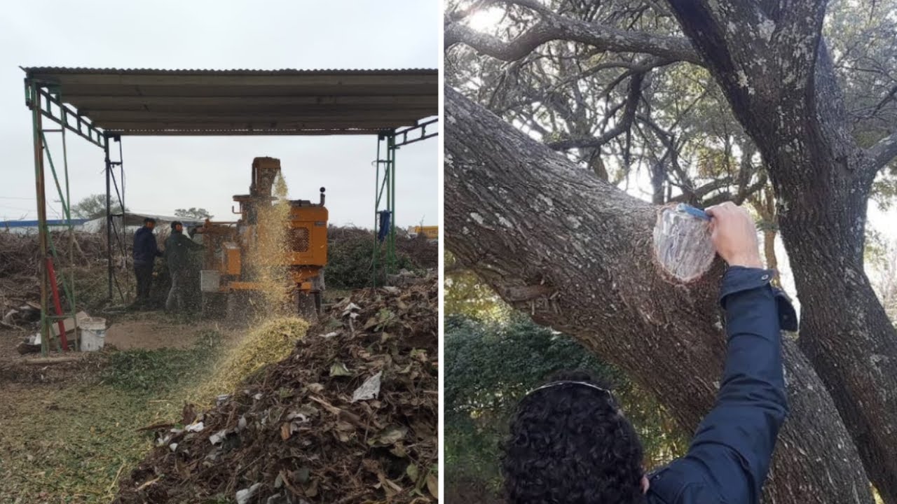 Manejo de Arbolado Urbano y Gestión de Residuos de Poda