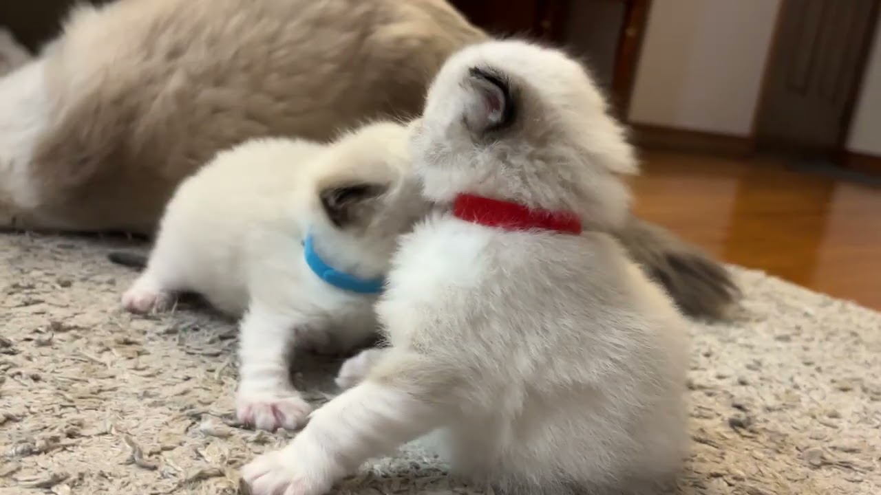 Dino and Cloud playing!!