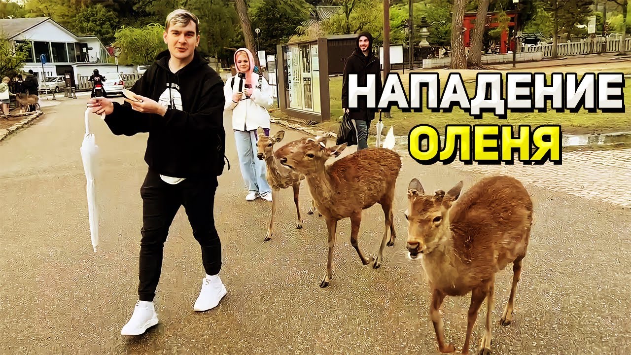 Братишкин КОРМИТ ОЛЕНЕЙ в ПАРКЕ / Мазеллов