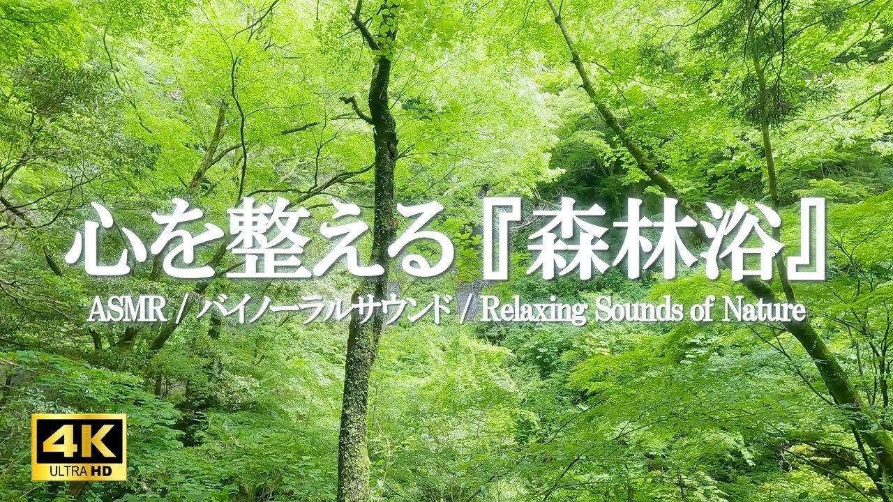 新緑に包まれた森で川のせせらぎと鳥のさえずりが心をほぐす | 自律神経を整える•ストレス緩和【ASMR 4K】
