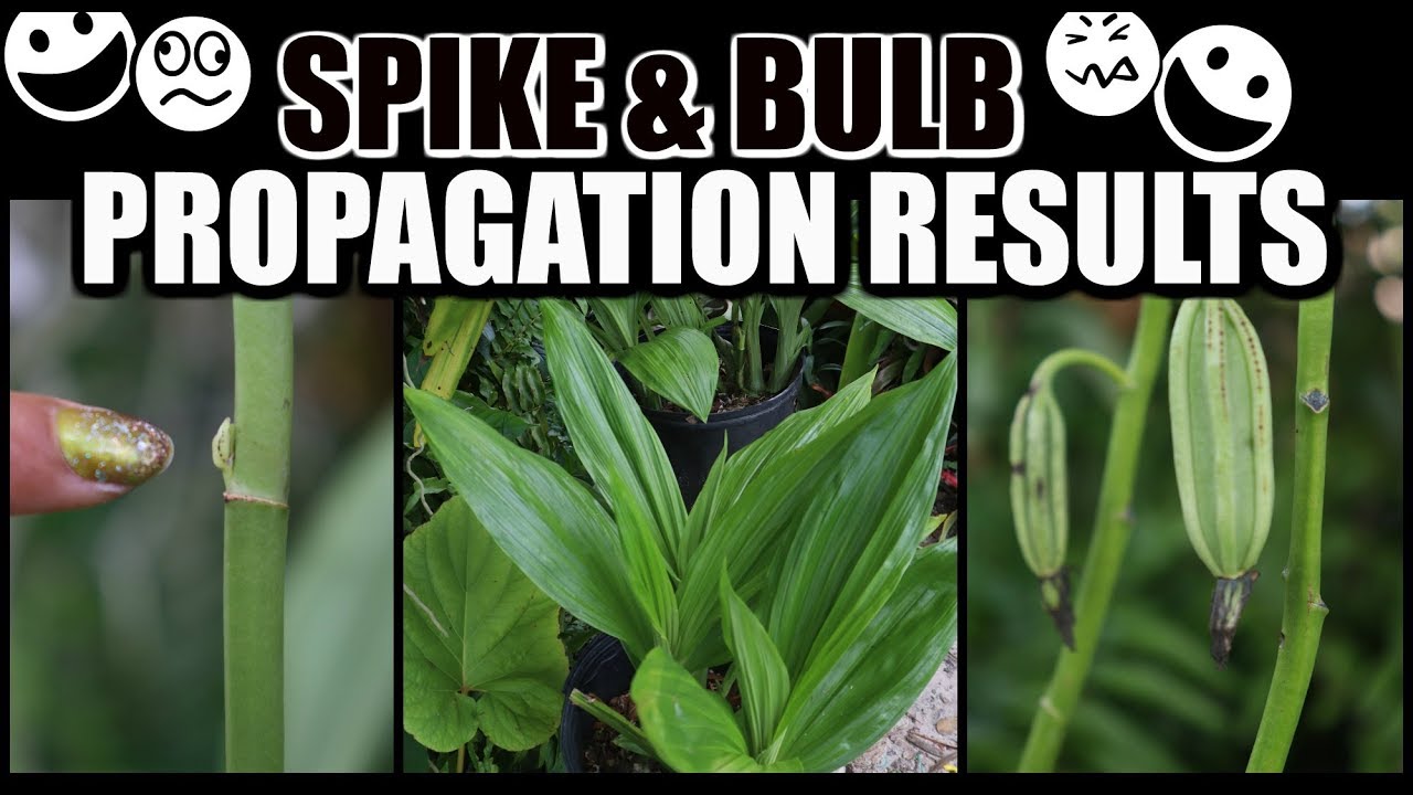 RESULTS: SPIKE PROPAGATION & PHAIUS PROPAGATION UPDATE - Using Homemade Fertilizer