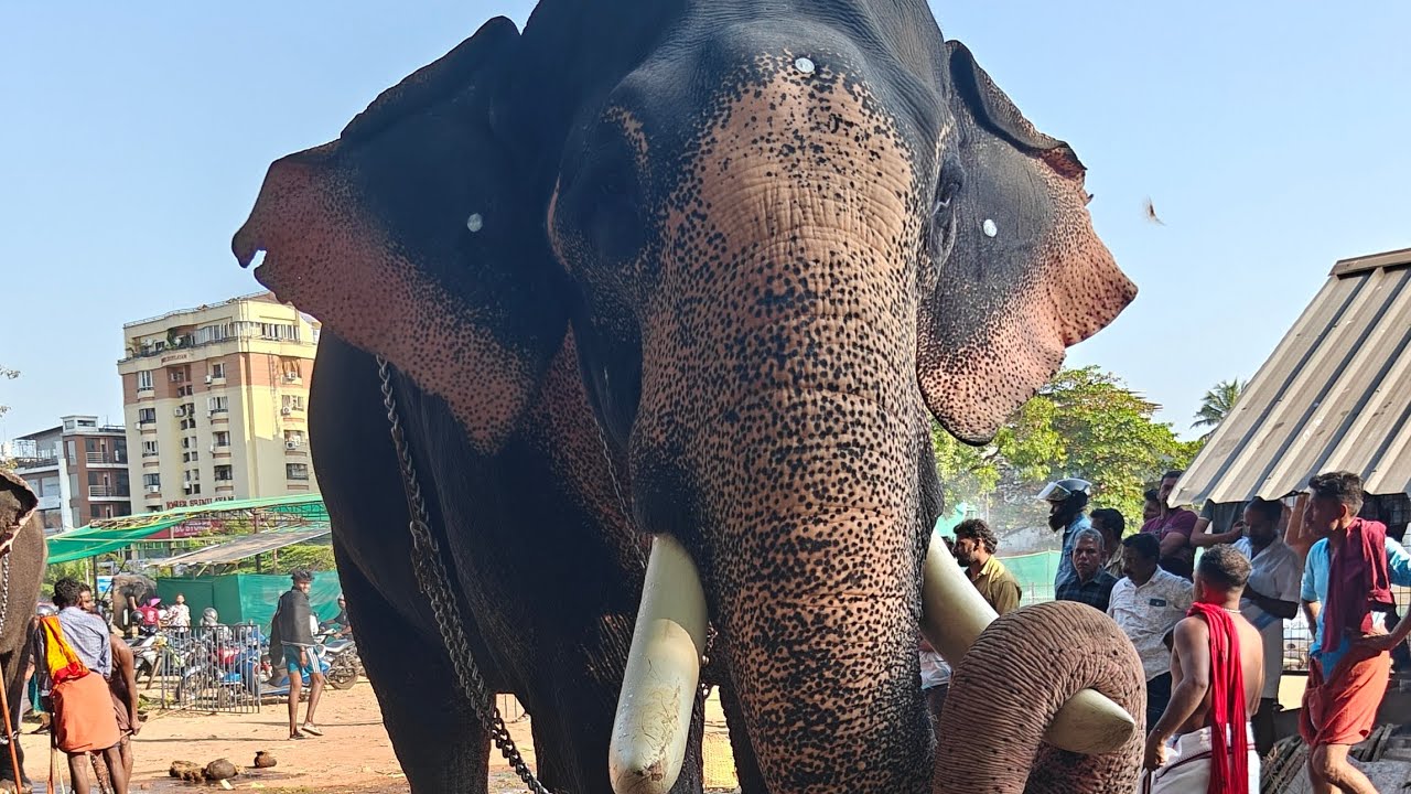 ചൈത്രം അച്ചു എറണാകുളത്തപ്പന്റെ തിടമ്പ് എടുക്കുന്നതിനു മുന്നേ ഉള്ളകഴുകൽ കാണുക#elephant #ulsavam #aana