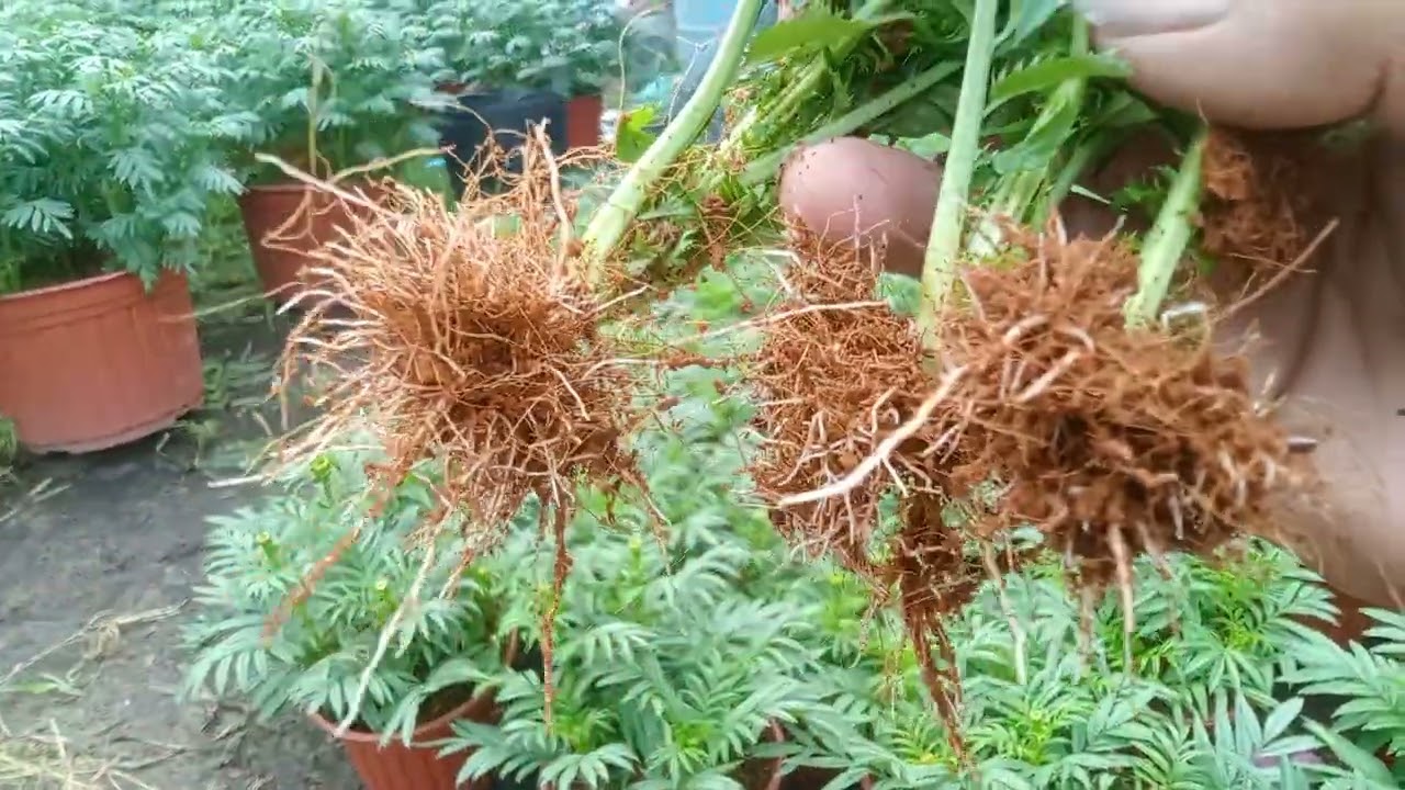 12/12-AL cập nhật vạn thọ 