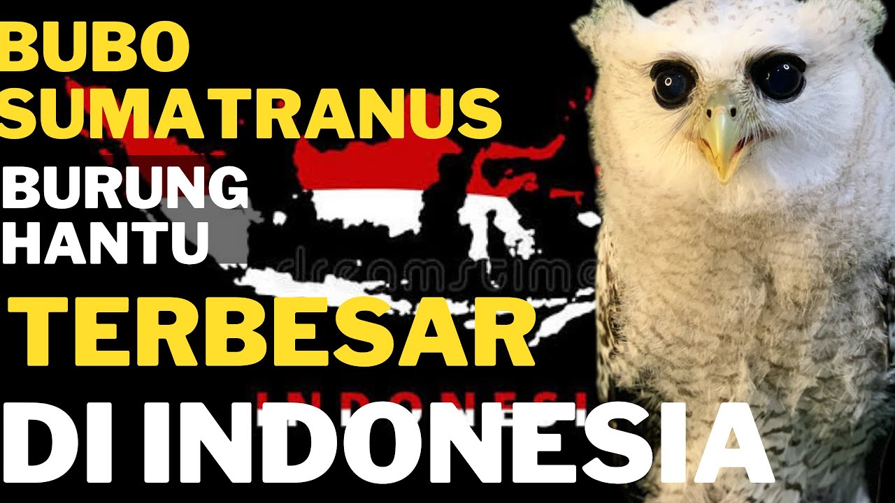 CARA MERAWAT BURUNG HANTU BUBO SUMATRANUS