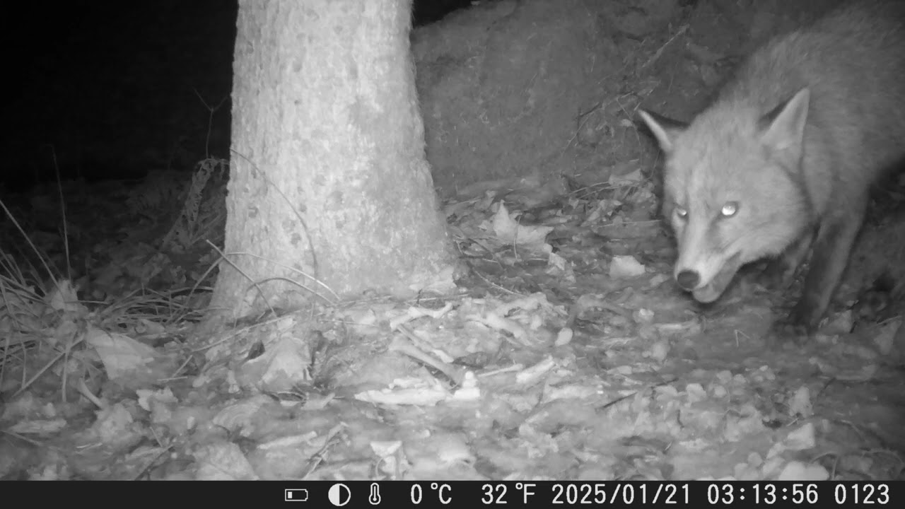 Tiere im Wald