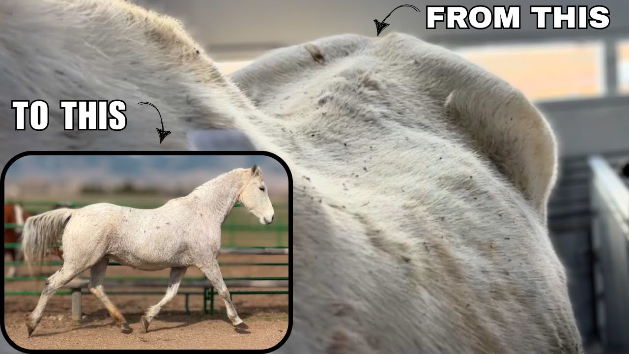My best Auction save yet! ~ Senior rescue horse makes miraculous recovery!