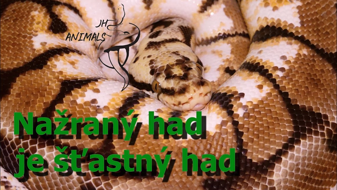 40 Díl JH Animals, díl 2/2 vše co bych měl vědět o krmení běžně chovaných hadů.