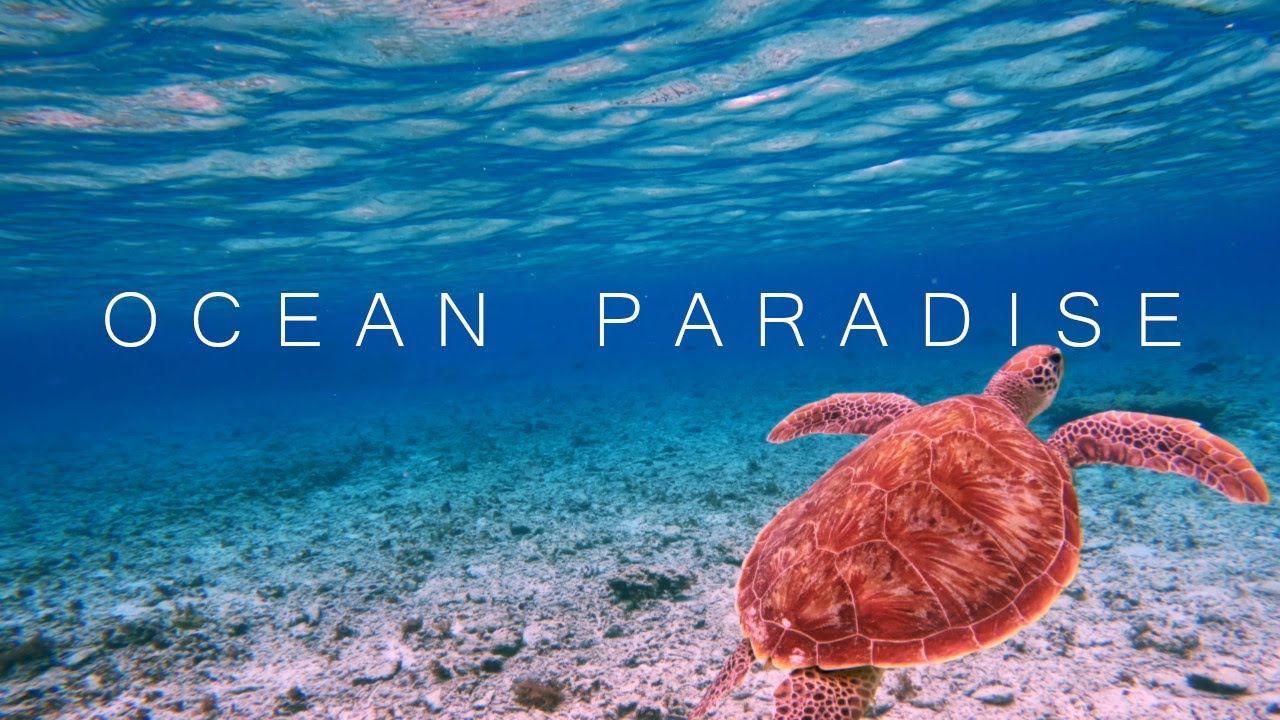 Ocean Paradise | Soothing Chillout Music for Stress Relief