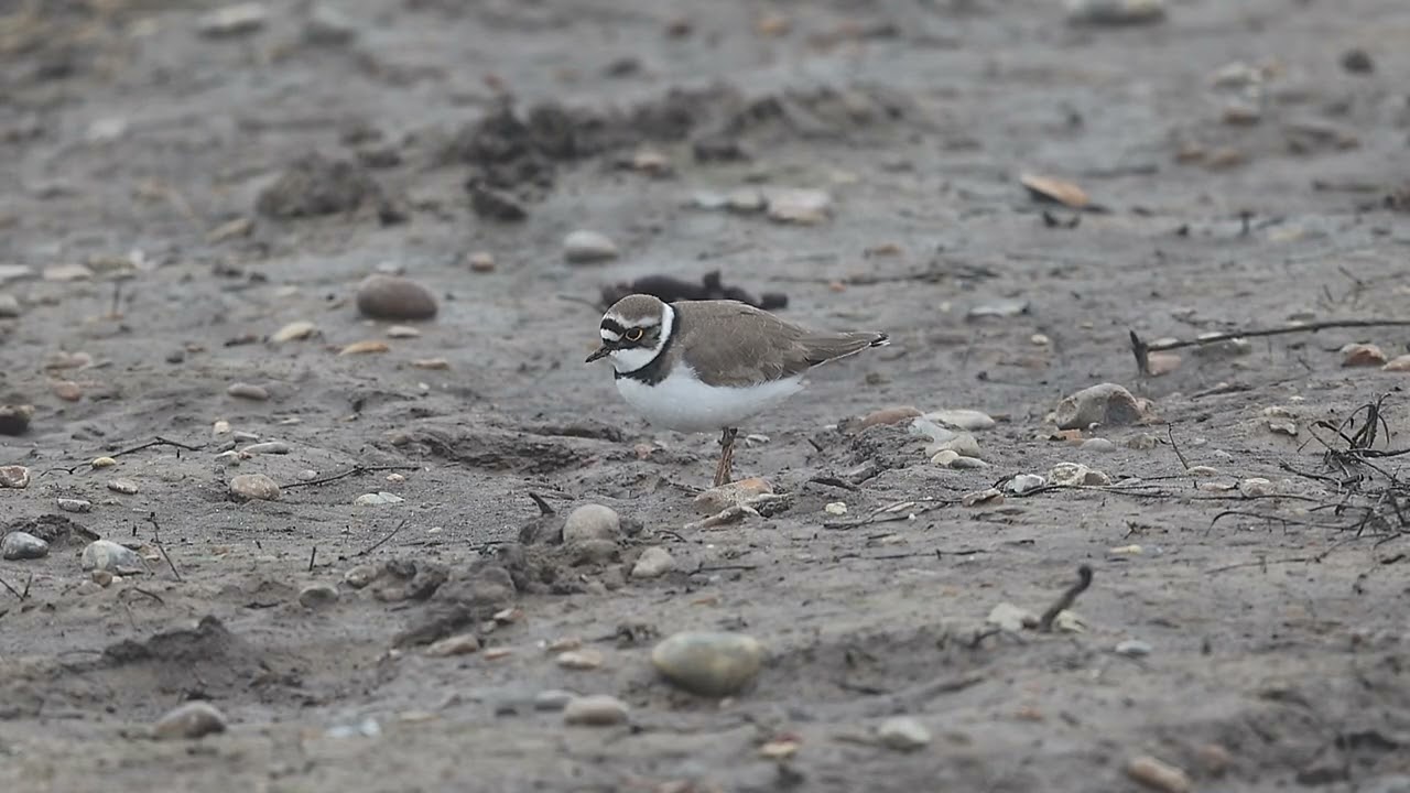 Ringed & Little Ringed Plover
