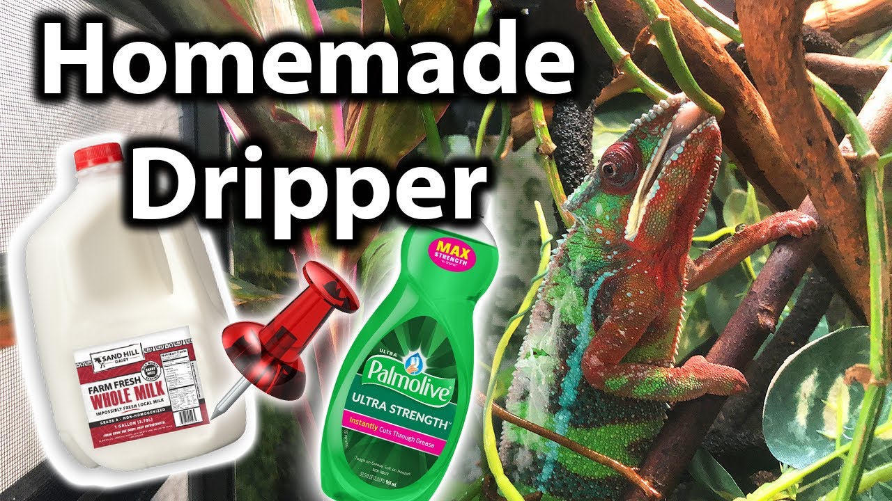How to make a dripper for a chameleon | DIY