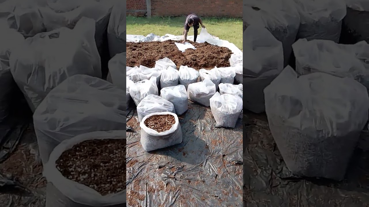 Button mushroom 🍄 Spawning Bag Filling @Mritunjay Rai