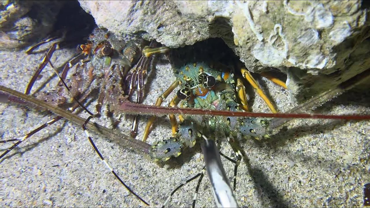 Diving under the sea to catch eels, crabs and sea cucumbers | Part 151