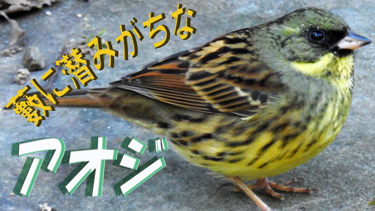 雀によく似たアオジのオスとメス　　　#aoji#アオジ#野鳥#小鳥