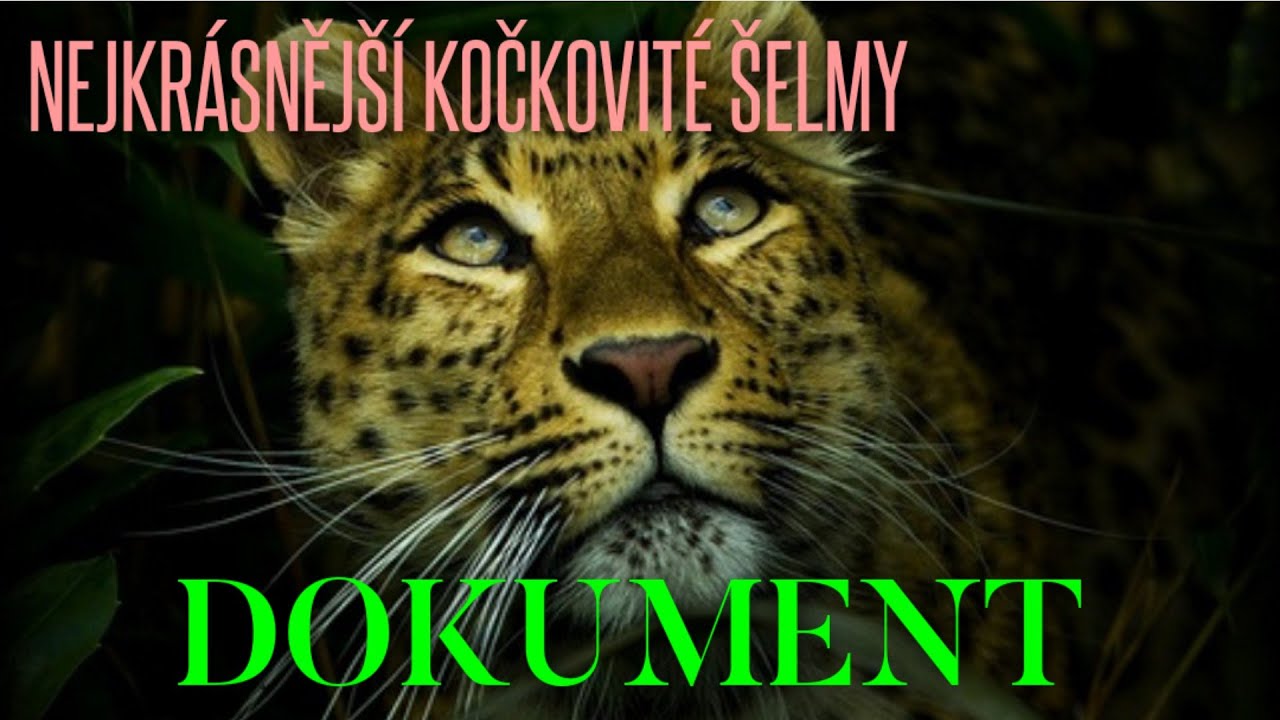Nejkr&aacute;sněj&scaron;&iacute; kočkovit&eacute; &scaron;elmy - DOKUMENT 2015