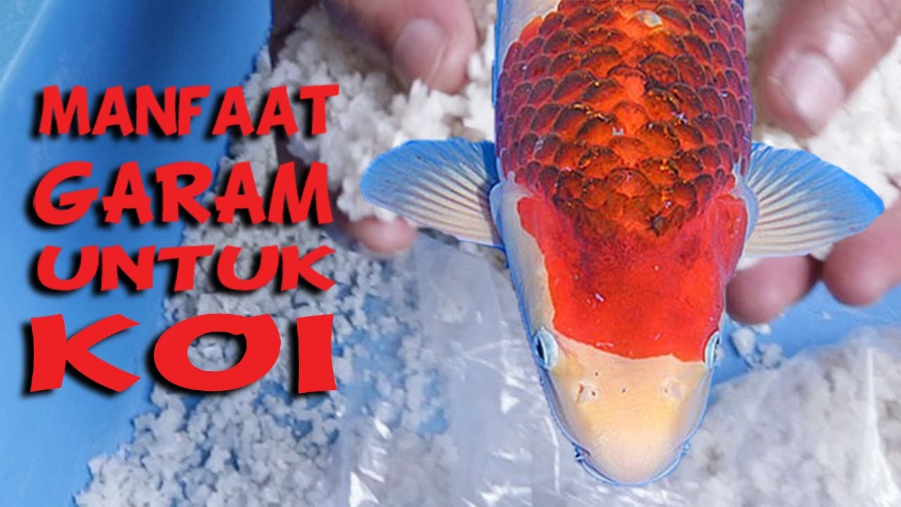 GARAM untuk Koi | Logika, Manfaat, dan Cara Penggunaan | Tutorial Kolam Koi (35)