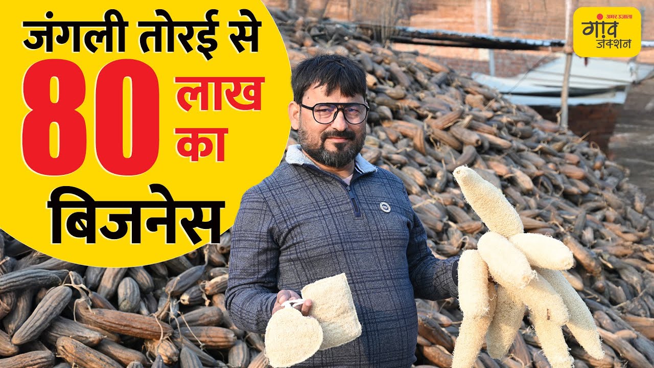 ग्राफिक डिजाइनर की नौकरी छोड़ गांव में  ₹80 लाख का 'लूफा' साम्राज्य! जंगली तोरई का कमाल।