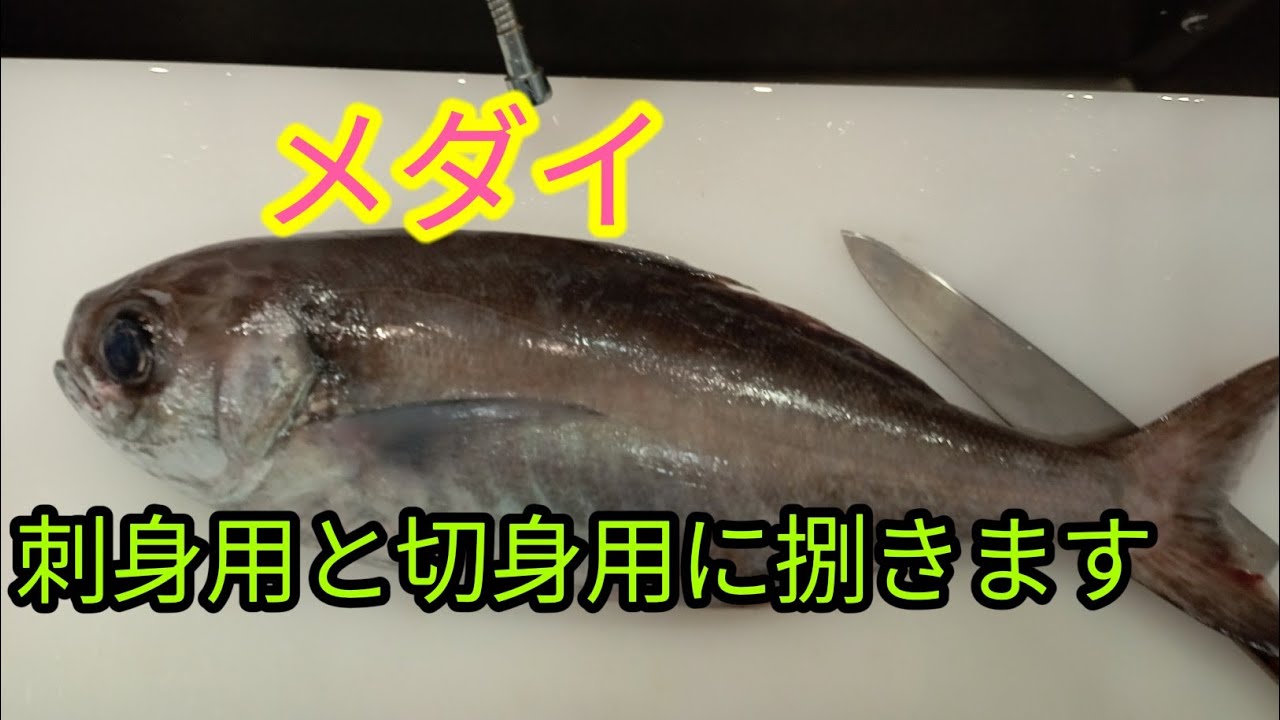 [魚の捌き方]メダイ！切身用と刺身用にします！！
