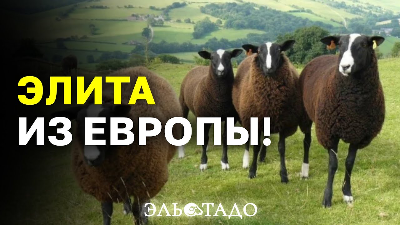 Элитные животные из Европы! Племенные овцы Тексель и Цвартблес! Купить овец в России!