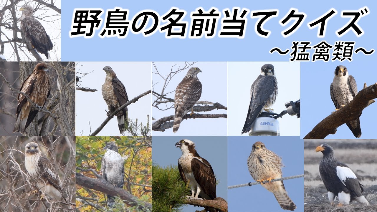 野鳥の名前当てクイズ 〜猛禽類編〜 【全11門】