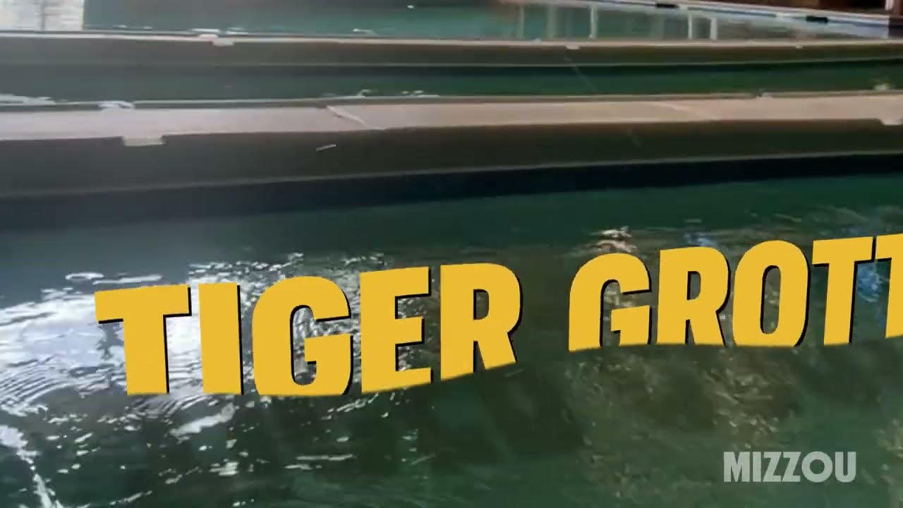 Your View From the Tiger Grotto | Mizzou