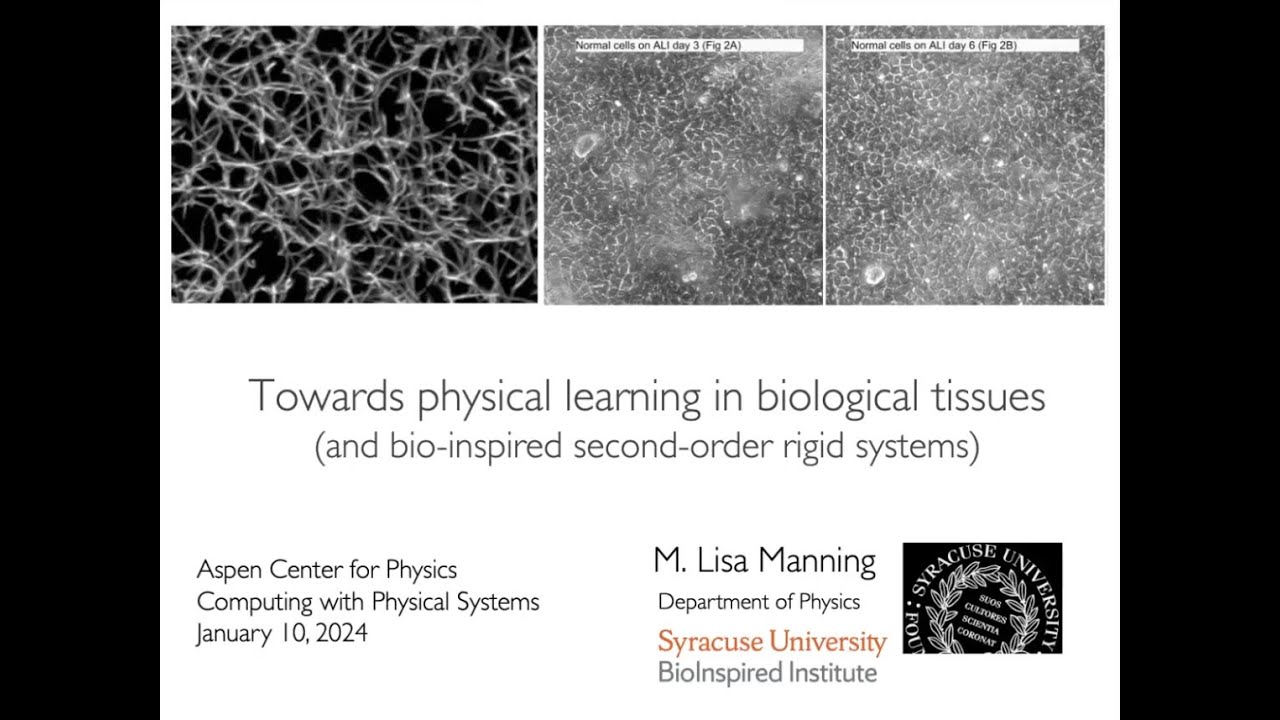Towards physical learning in biological tissues - Lisa Manning (Jan 2024)