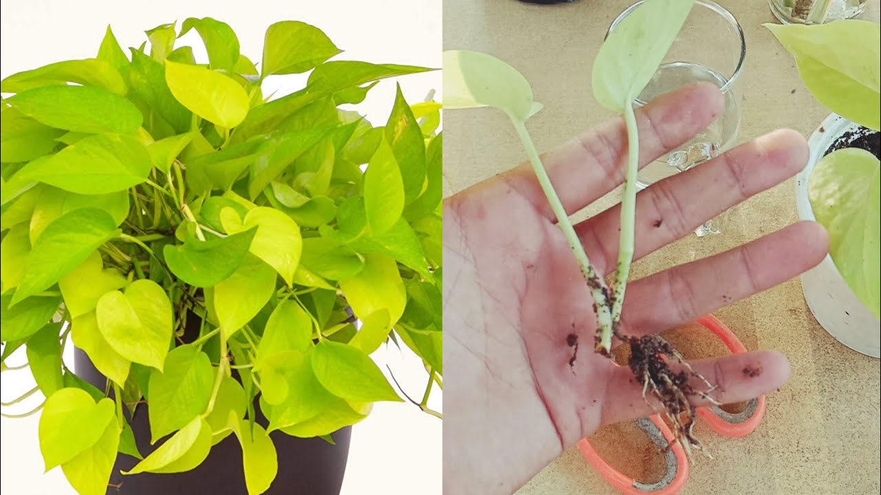How To Grow Neon Pothos (Golden Money Plant) | Neon Pothos Propagation