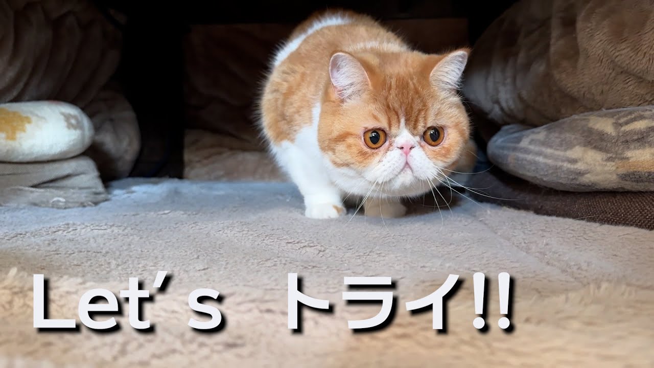 ねこ「黒目を大きくしてみよう！🐈」
