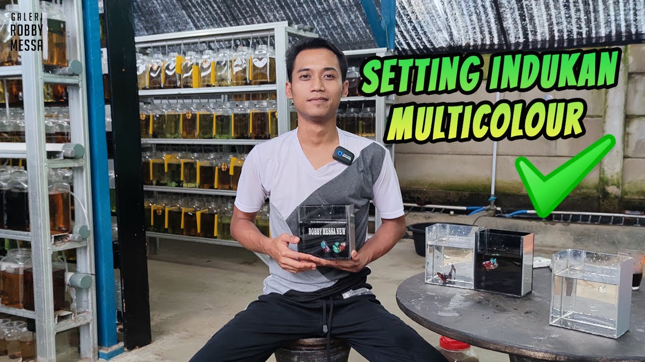 SETING INDUKAN MULTYCOLOUR......