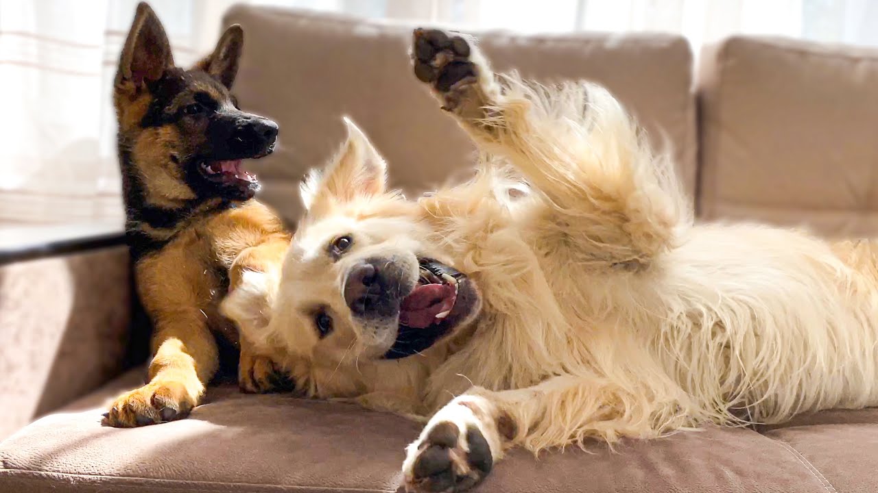 German Shepherd Puppy and Golden Retriever Playing on the Sofa