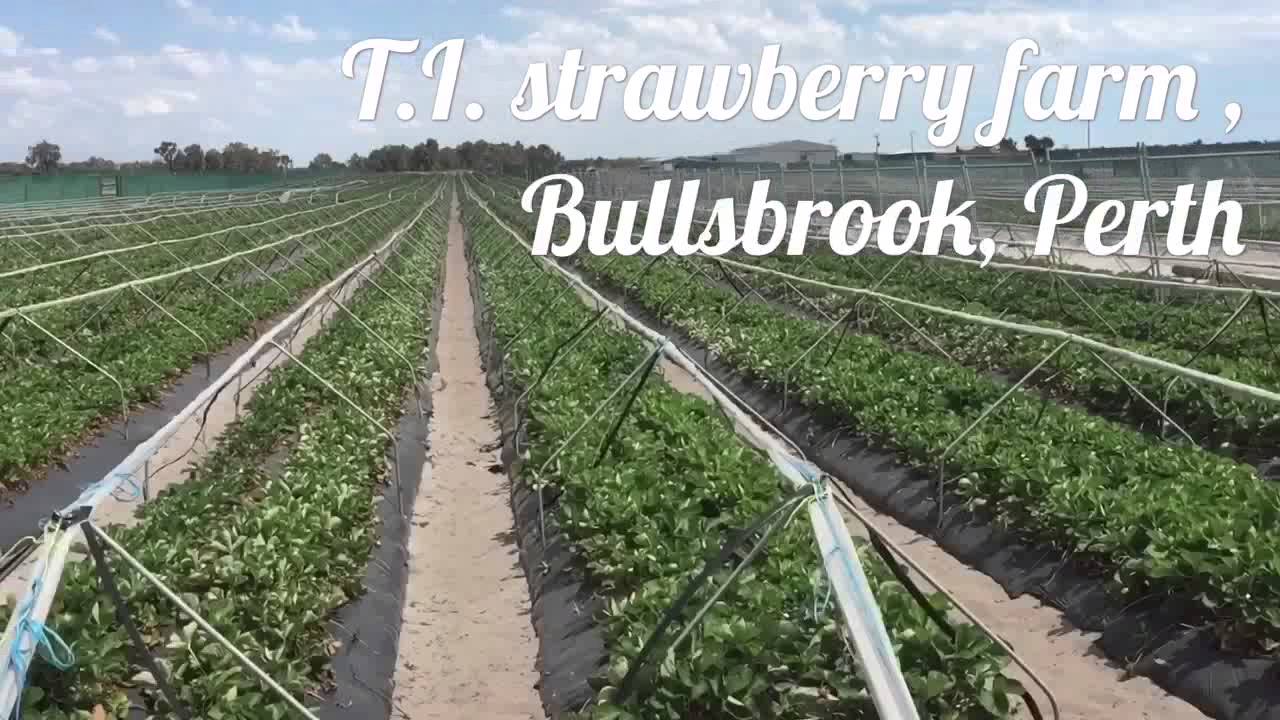 Perth Strawberry Picking 2015