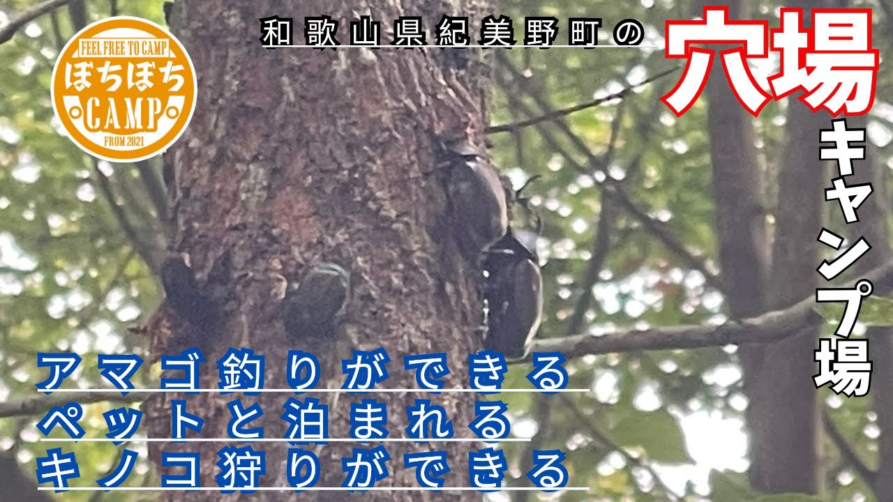 【キャンプ場】名前だけで選んでしまったキャンプ場！紀美野町（きみの町）にある【ぼくのキャンプ場】！キャンプ場内で野生のカブトムシ捕まえれるキャンプ場だった!