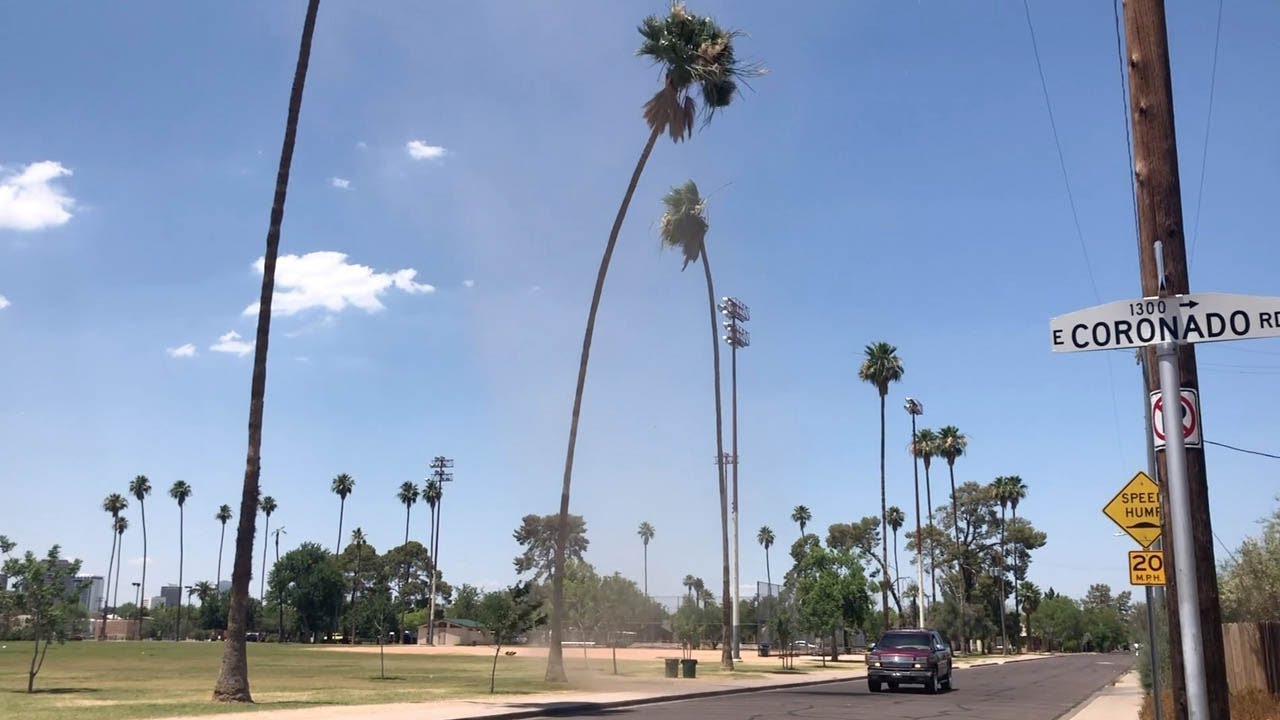 Dust Devil Shakes Palm Trees
