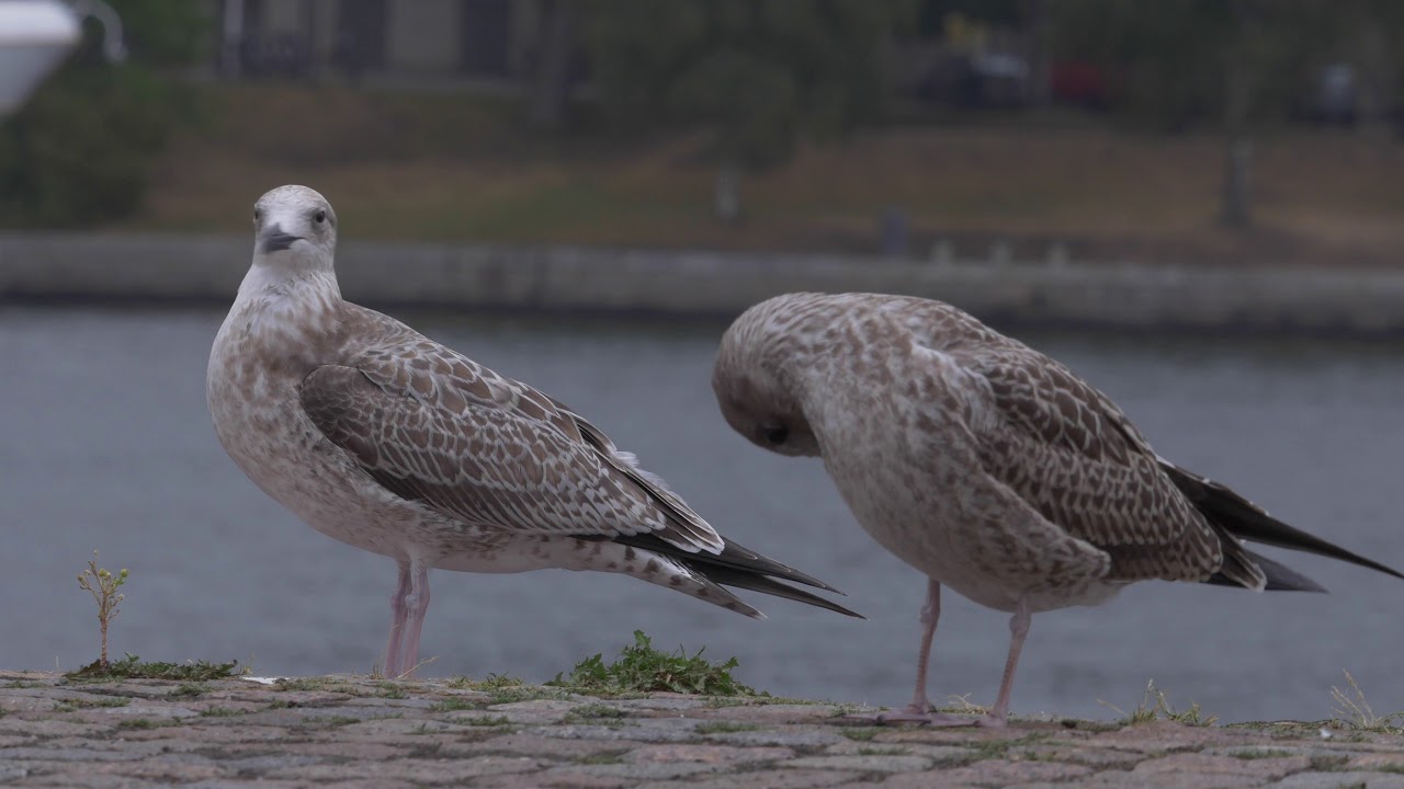 Caspian Gull in Stockholm City