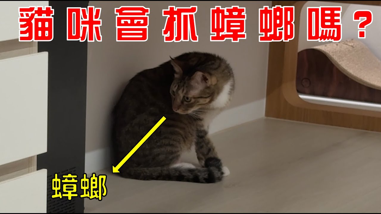 【豆漿 - SoybeanMilk】怎麼又有大蟑螂阿阿阿！超崩潰的夜晚...