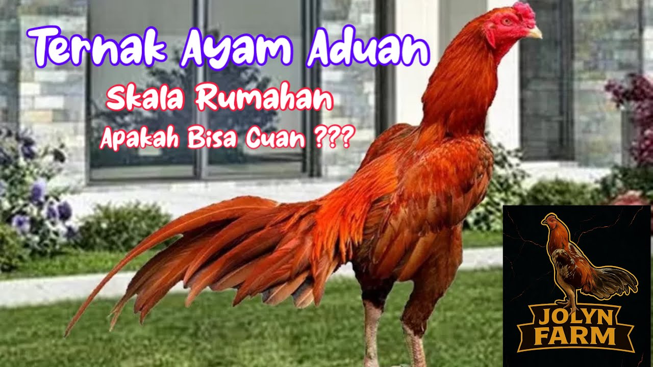 Ternak Ayam Aduan Skala Rumahan, Apakah Bisa menambah Penghasilan ???