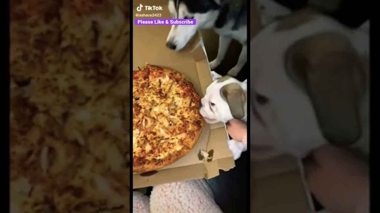 (DOG STEALS PIZZA 🍕)   February 14, 2022 #shorts #funny #dog #tiktok