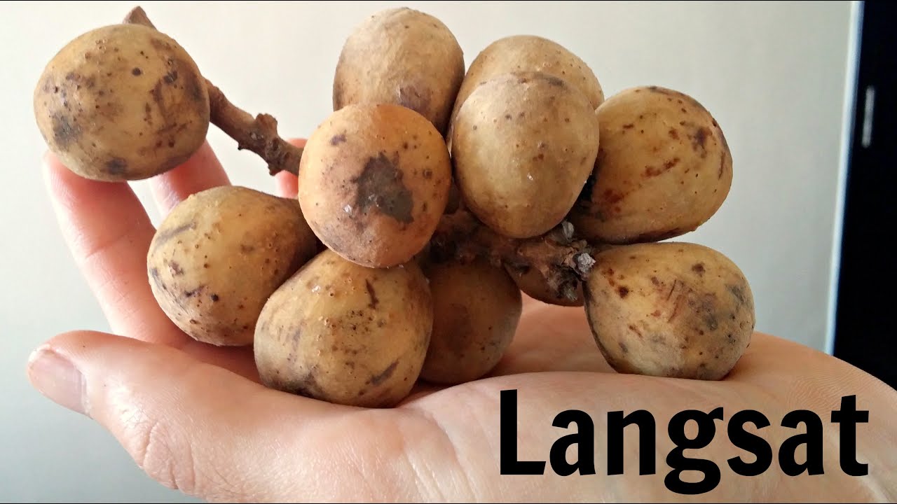 Langsat Review - Weird Fruit Explorer - Ep. 2