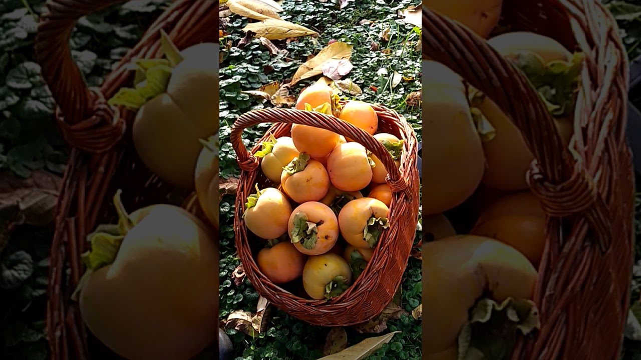 Datolyaszilva, Diospyros kaki szüretelése Somogyban