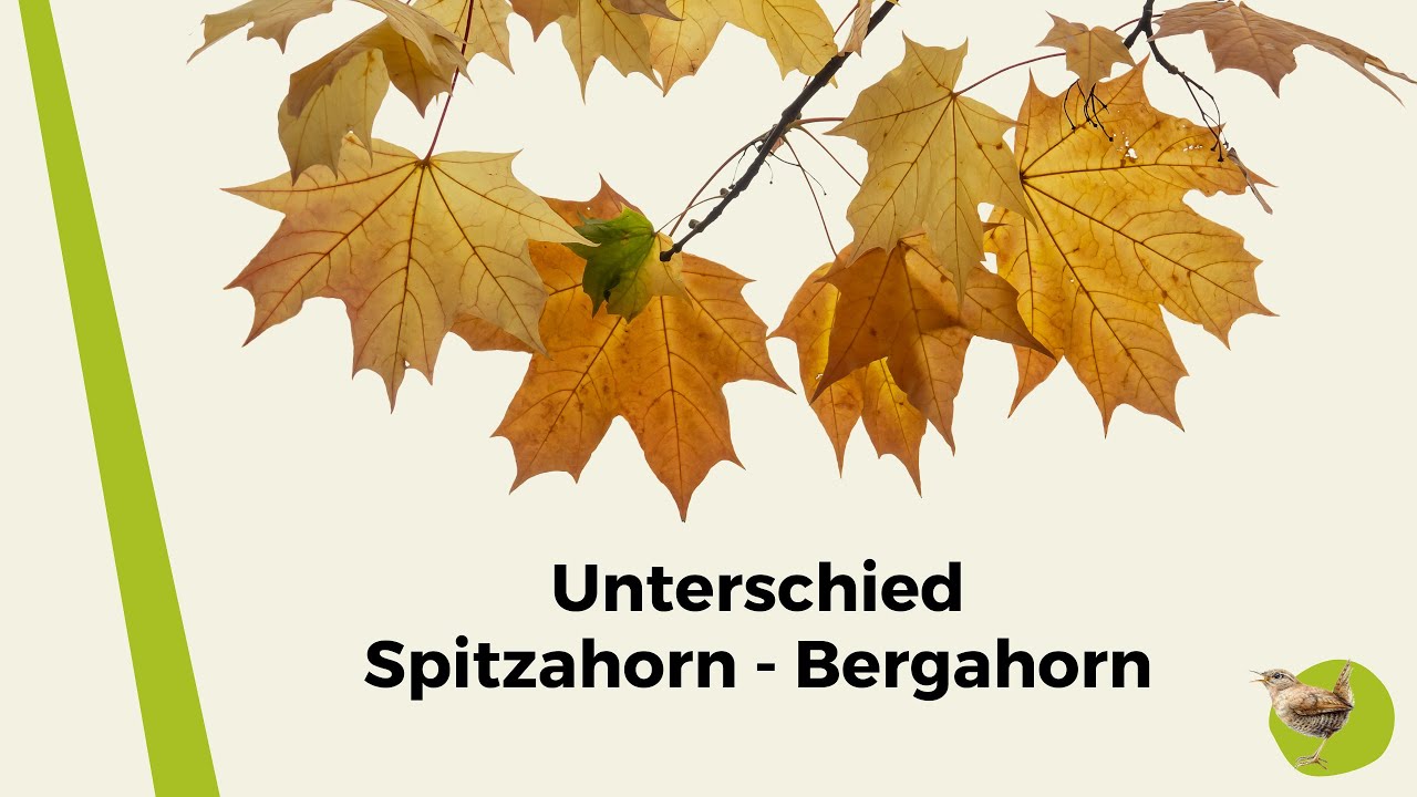 Woran erkenne ich den Unterschied von Spitzahorn und Bergahorn?