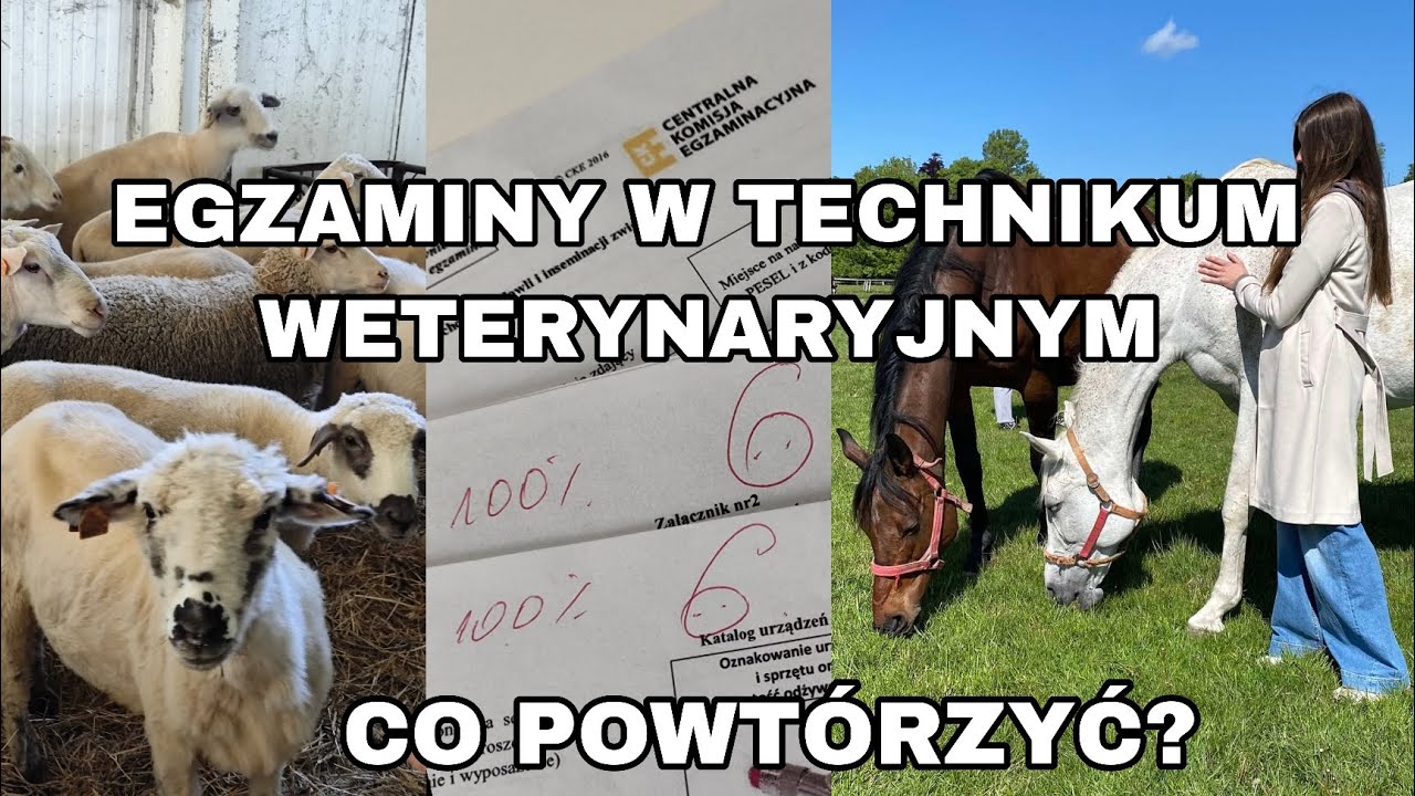 JAK ZDAĆ EGZAMIN W TECHNIKUM WETERYNARYJNYM? ROL 11 🎓🐎
