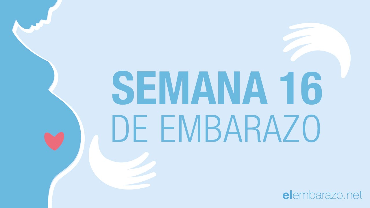 Semana 16 de embarazo | 16 semanas de embarazo | El embarazo semana a semana
