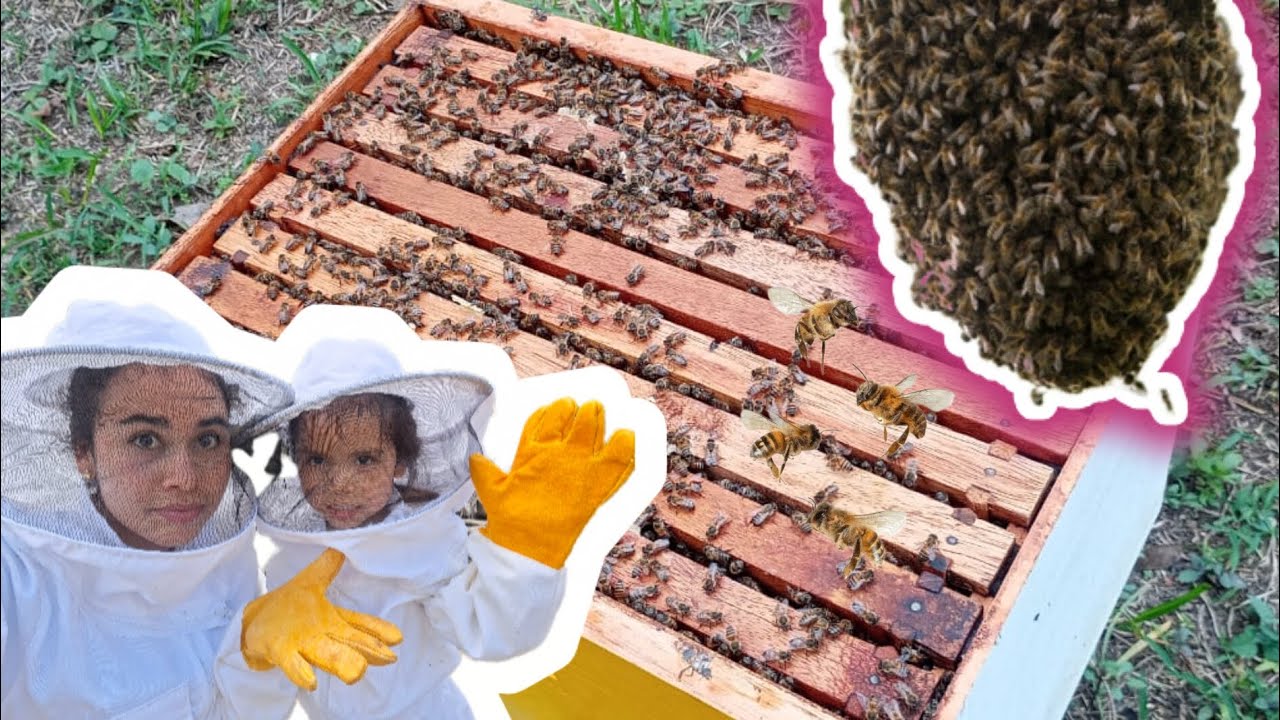 ¿Como puedo Evitar la ENJAMBRAZON Fácil y Rápido? Te explico la SOLUCIÓN#apicultura 