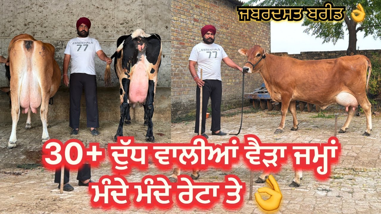 Satnam Singh: 95924 36954/ 2 cows for sale/4-10-26/ vedio lye:70090-48628