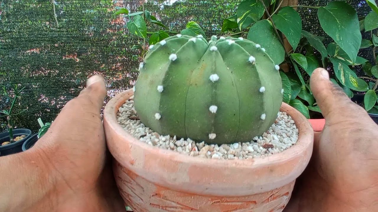 Plantando cacto Echinopsis Subdenudata!!