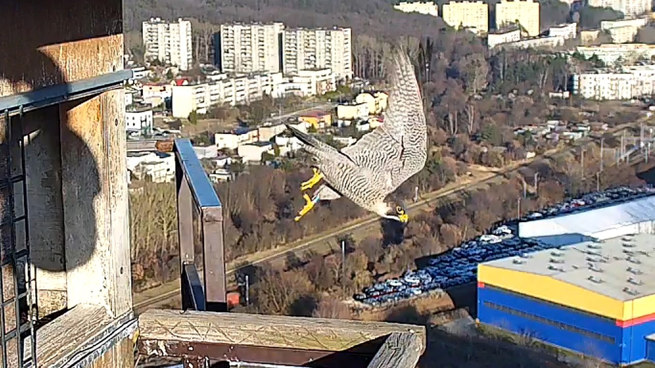 Ster na poręczy 6 03 2026 PGE EC Gdynia sokoły wędrowne