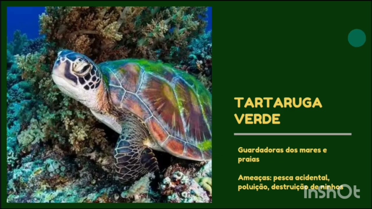 O Futuro da fauna brasileira depende de nós