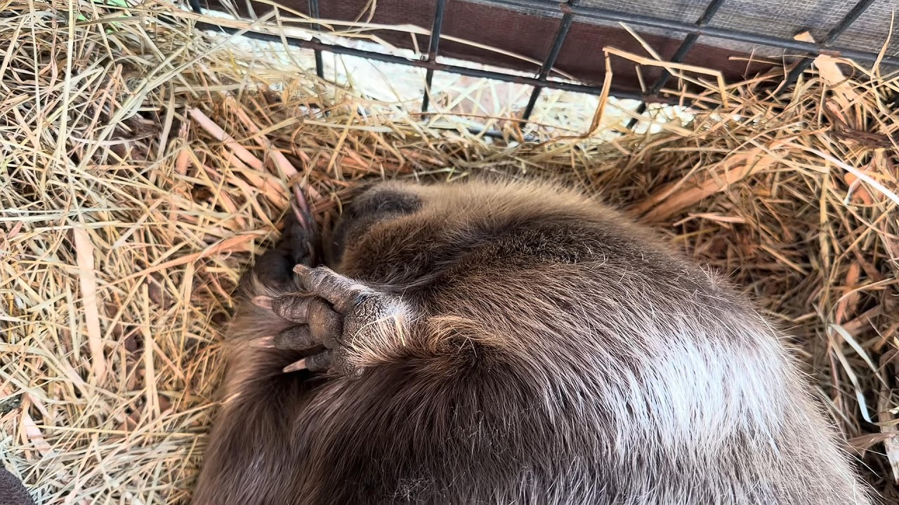 A beautiful beaver day